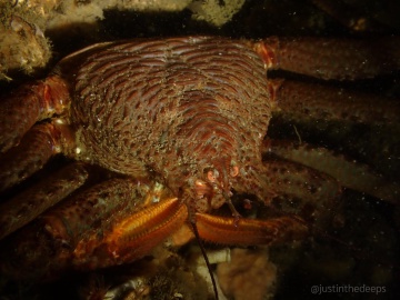 Scaled Crab