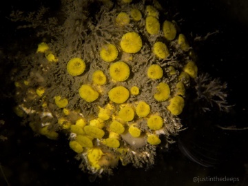 California Boring Sponge