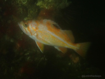 Canary Rockfish