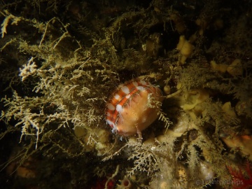 Spiny Scallop