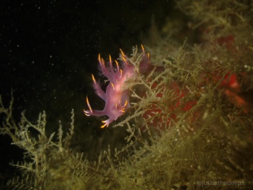 White Dendronotus