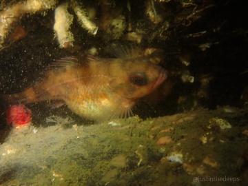 Puget Sound Rockfish