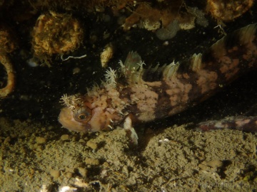 Decorated Warbonnet