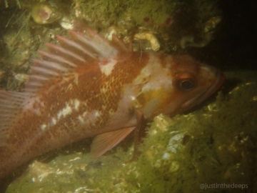 Copper Rockfish