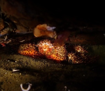 Spiny Lithode Crab Spiny Lithode Crab