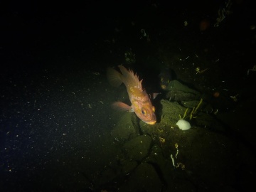 Copper Rockfish Copper Rockfish