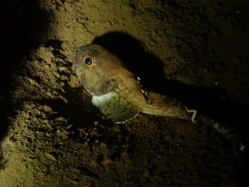 Blackfin Sculpin