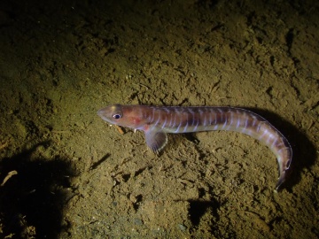 Bluebarred Prickleback
