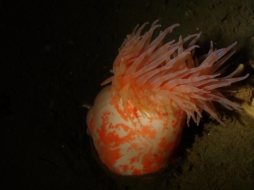 Sea Anemones Sea Anemones