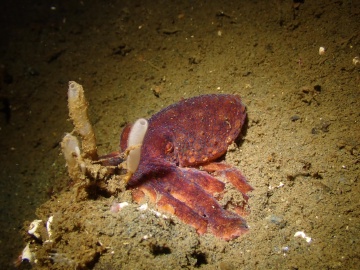 East Pacific Red Octopus East Pacific Red Octopus