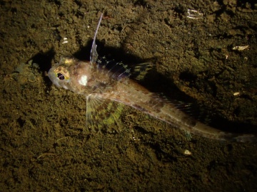 Spotfin Sculpin