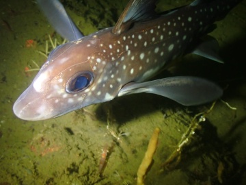 Spotted Ratfish Spotted Ratfish