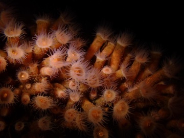 Orange Zoanthid Orange Zoanthid