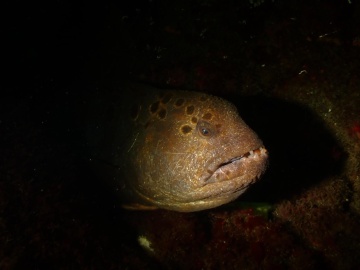 Wolf Eel Wolf Eel