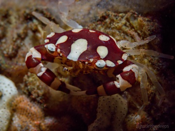 Harlequin Swimming Crab