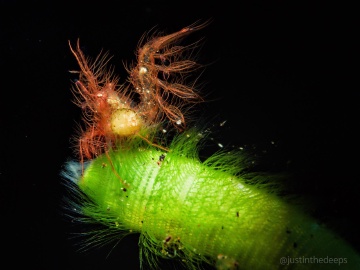Hairy algae shrimp | Laowa 50mm MFT macro | f13 1/100 ISO200