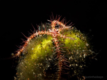 Acanthophiothrix