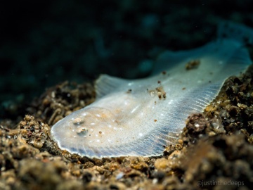Aseraggodes