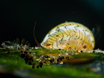Nerite Snails