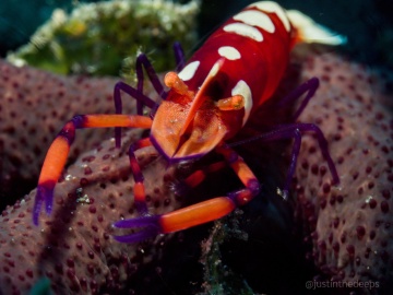 Emperor Shrimp