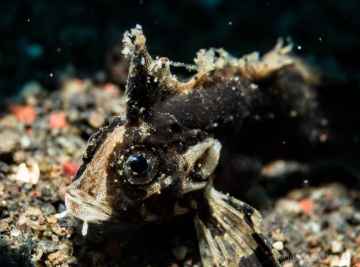Wasp-spine Velvetfish