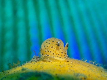 Dendrodoris guttata