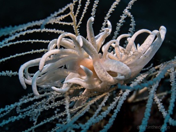 Phyllodesmium iriomotense