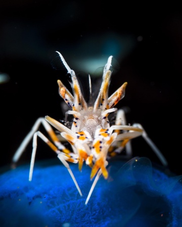 Spiny Tiger Shrimp