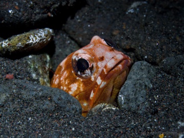 Jawfishes