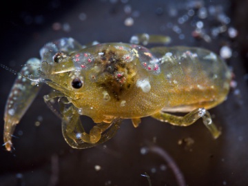 Pink tattoo shrimp | OM 90mm macro | f20 1/100 ISO800