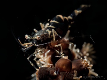 palaemonid shrimps