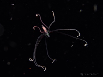 A free-swimming larval anemone
