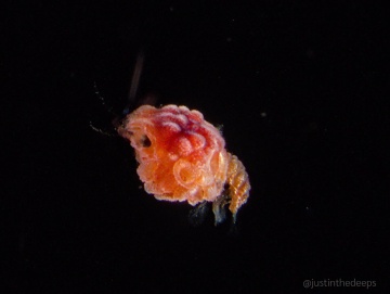 Some larval crab (I'm told)