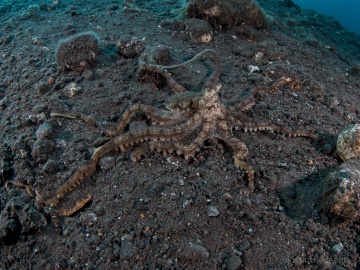 Indo-Pacific Longarm Octopuses
