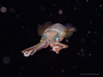 Bigfin Reef Squid