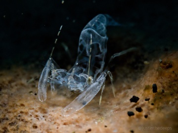 A ghost shrimp at minimum focus distance | OM 90mm macro | f22 1/100 ISO800 A ghost shrimp at minimum focus distance | OM 90mm macro | f22 1/100 ISO800