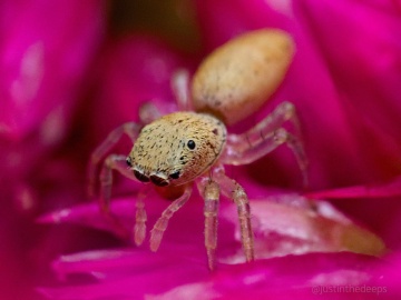 A jumping spider seen on flowers at the villa