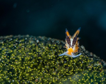 Favorinus tsuruganus