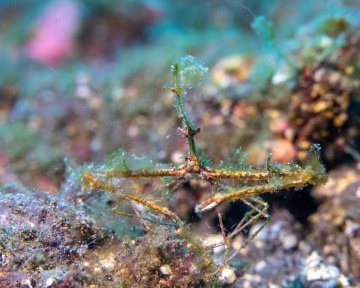 Thorny Elbow Crab
