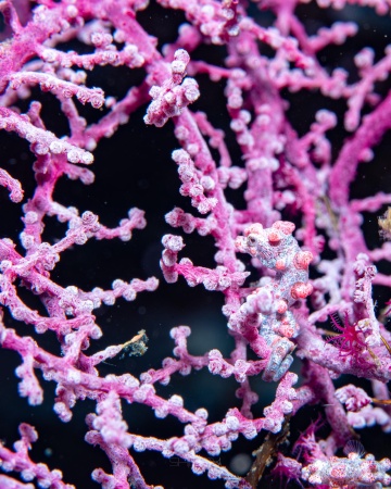 Pygmy Seahorse
