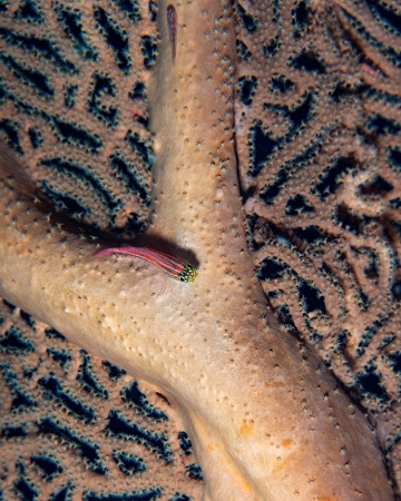 Striped Triplefin