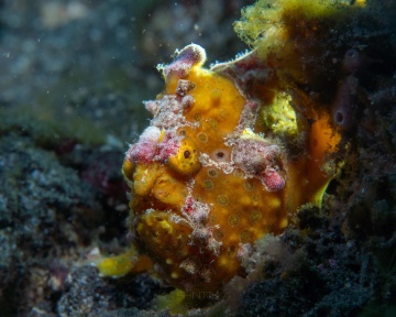 Antennarius