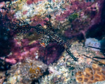 Ornate Ghostpipefish