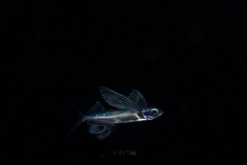 Flyingfishes