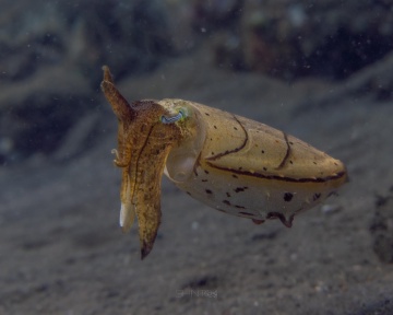 Broadclub Cuttlefish