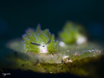 Costasiella