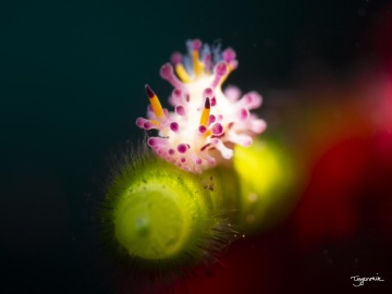 Aegires villosus