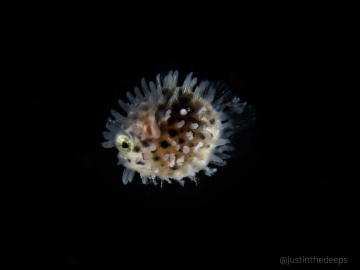 A juvenile porcupinefish | OM 30mm macro | f13 1/100 ISO800