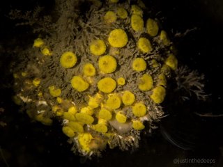 %!i(int=235275749) California Boring Sponge
