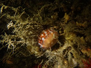 %!i(int=235471871) Spiny Scallop